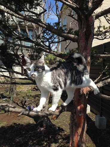 ニャンセット大通り トリ猫家族