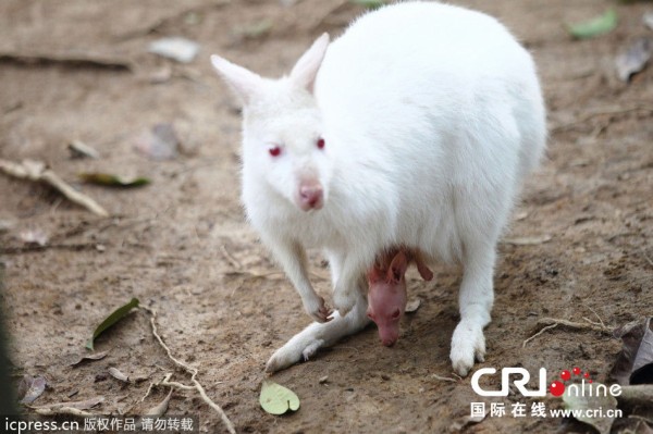 画像 アルビノの白いカンガルー 危険なチャンネル