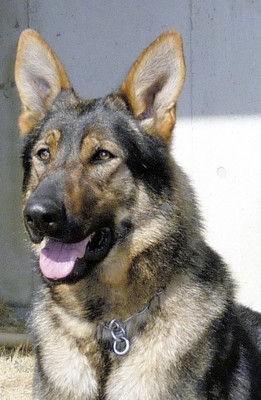 警察犬のレオ君が4歳8か月で永眠 病院は 定期検診は 過労死かな 犬の情報まとめ