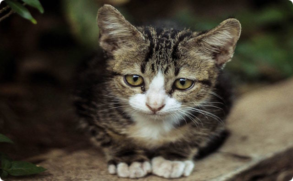 私 子猫拾った 夫 ここペット不可なのにどうすんの 面倒臭い事しやがって 私 里親が見つかるまでだから 3週間後 やっと里親か 見つかると