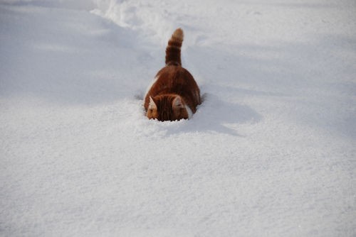 画像 雪に刺さったキツネが発見される 65枚 まとめまっくす