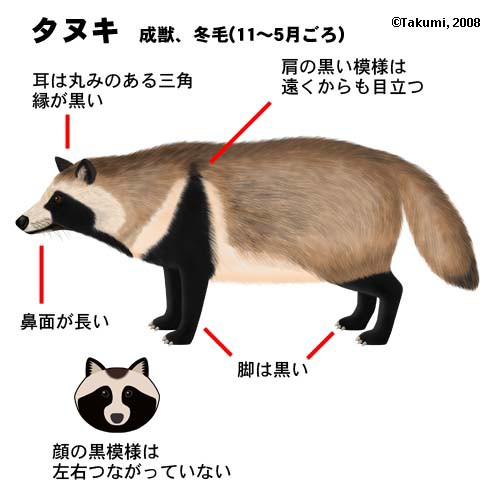 悲報 ドラえもん 沖縄でロープに縛られて発狂する まとめまっくす