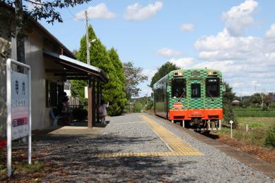 真岡鐡道 寺内駅とモオカ14形 彼岸花咲く真岡線 まつもとあずさ が3番線にまいります