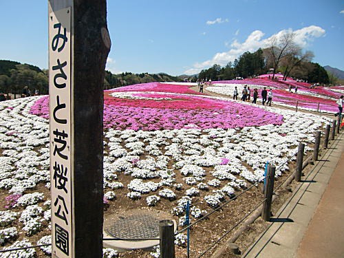 みさと芝桜公園が見頃を迎えています 伊香保温泉 ホテル松本楼 公式ブログ みさと芝桜公園が見頃を迎えています 伊香保温泉 ホテル松本楼 公式ブログ