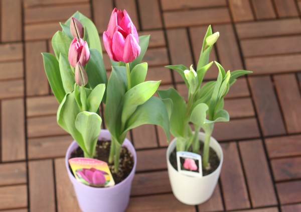 手書きの鉢で チューリップの鉢植えを楽しむ 良品生活 Powered By ライブドアブログ 手書きの鉢で チューリップの鉢植えを楽しむ 良品生活 Powered By ライブドアブログ