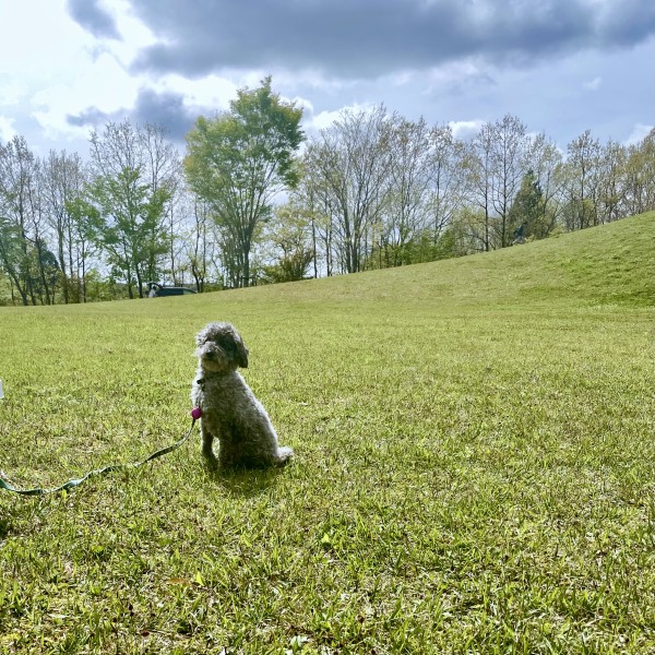 コストコ Vs Amazon 犬のお散歩に欠かせない ポイ太くん と玄関収納 ペットグッズ 良品生活 Powered By ライブドアブログ