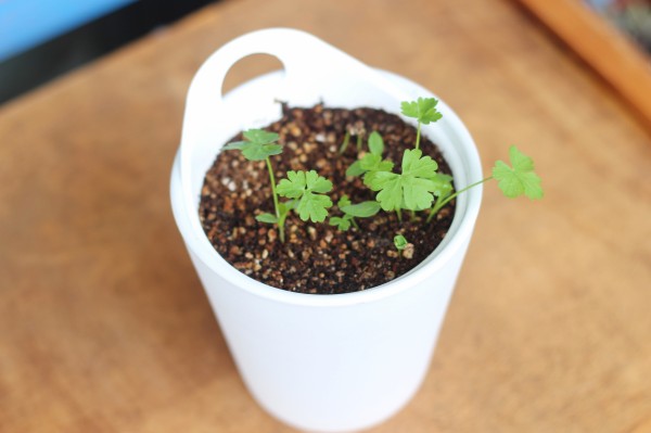 無印 ついに イタリアンパセリに芽が出ました 良品生活 Powered By ライブドアブログ