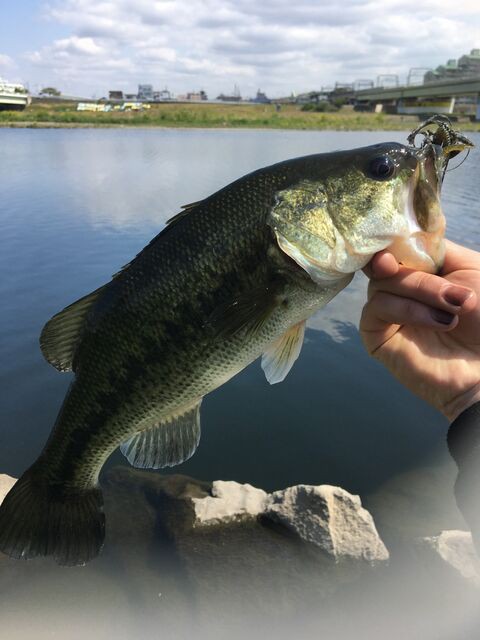 俺はリバースモールの引きに惚れたから多摩川に通ってわざわざスモールを狙う ワンバイトワンフィッシュ