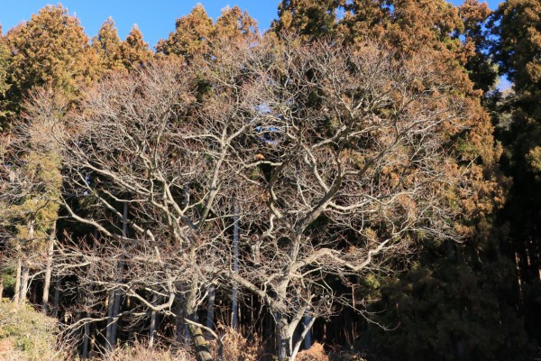 冬枯れの草たちと 厳冬の氷模様を楽しむ 里山散歩 みちくさんぽ 人生道草散歩