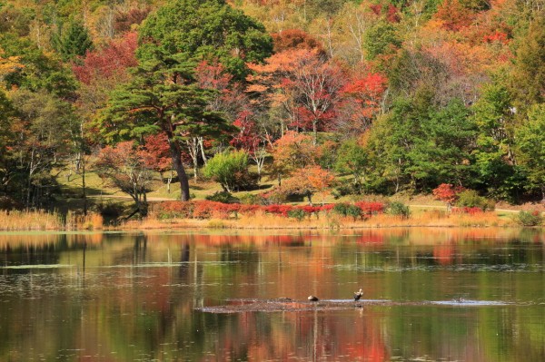 秋の紅葉は足早に迫る！（福島県下郷町in観音沼森林公園） : みちくさ