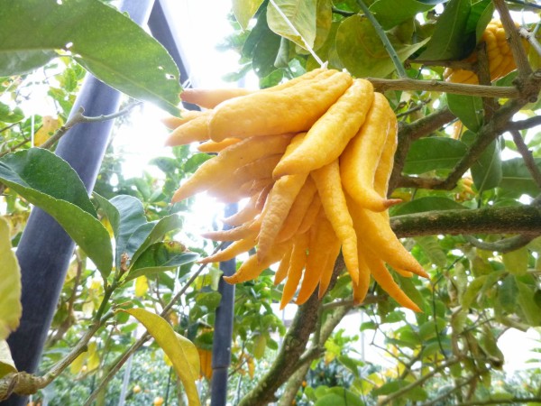 佐賀県】仏手柑は果肉のないユニークな柑橘！ : まつのBLOG ～We like