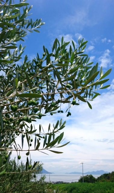 香川県 平和と智恵の象徴 オリーブ の果実 まつのblog We Like Vegetables