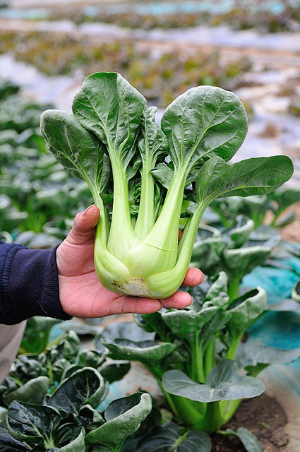 野菜なのに、肉菜?!【ヤスオ農園】 : まつのBLOG ～We like vegetables !