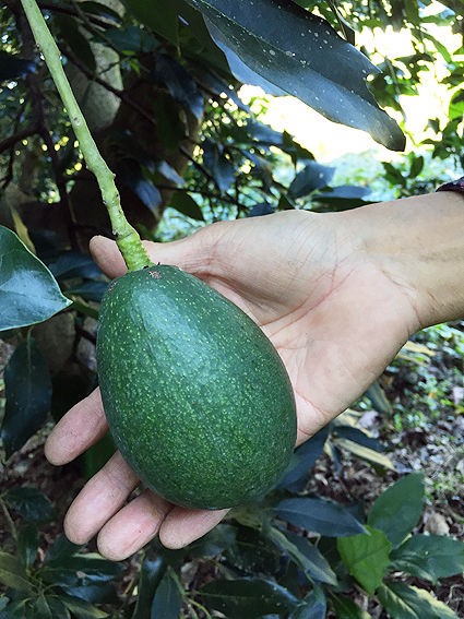 和歌山県 完熟してもグリーン 美肌美人のアボカド まつのblog We Like Vegetables