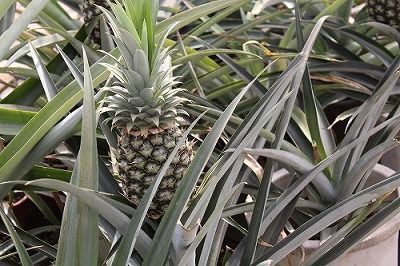 14年度新入社員産地研修 それぞれの感想 まつのblog We Like Vegetables