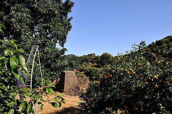 和歌山県 完熟してもグリーン 美肌美人のアボカド まつのblog We Like Vegetables