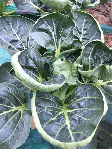 野菜なのに、肉菜?!【ヤスオ農園】 : まつのBLOG ～We like vegetables !