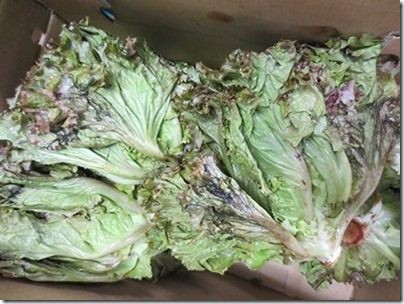 サニーレタスの品質状況 : まつのBLOG ～We like vegetables !