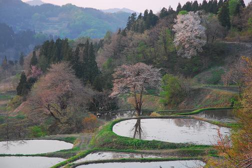 棚田の桜情報 儀明の棚田 日本の原風景