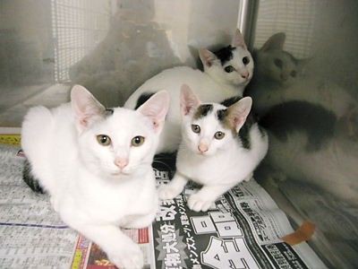 石川県金沢市近辺 緊急里親募集 猫17匹 子猫ふくむ 多頭飼育の猫ちゃんたち