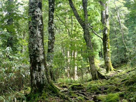 ５年 わたしたちの生活と森林 指導案 単元計画 小学校社会ノマド 小学校社会科授業 指導案データベース