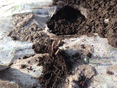 7月6日 晴れ 24 5 再びブロッコリー消失 こま畑だいぁりぃ