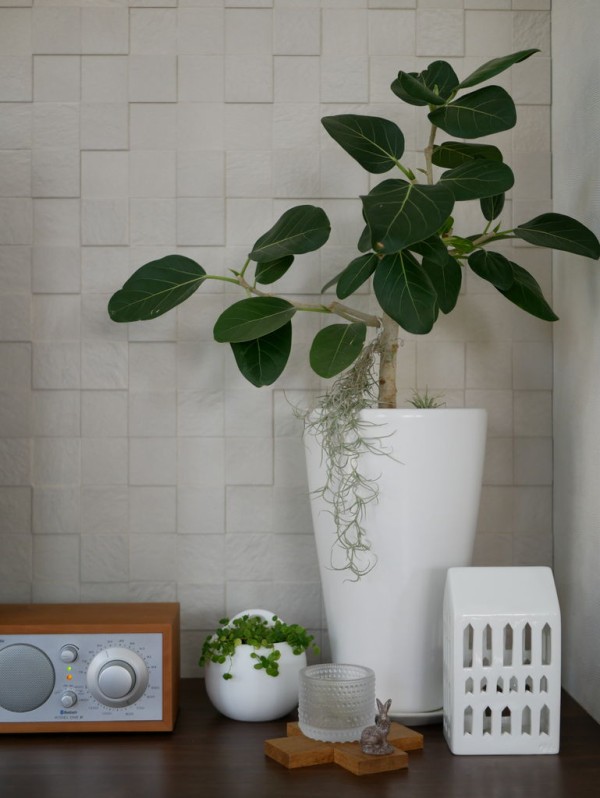お部屋の主役グリーン 植え替えて1ヶ月経ちました ちいさなおうちのちいさなしあわせ