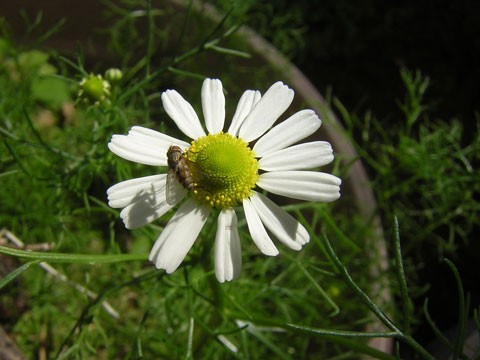 カモミール 花 もよう