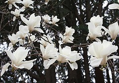 モクレン 木蓮 自然が好き 花が好き