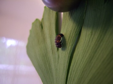 てんとう虫のさなぎ 森のようちえん クスクス