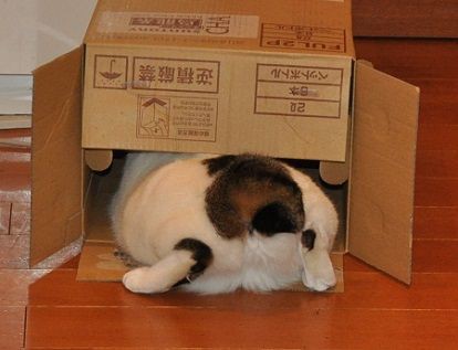 猫尻 ゆずの本箱