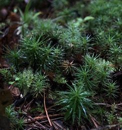 苔に虚仮 こけ にされる ゆずの本箱