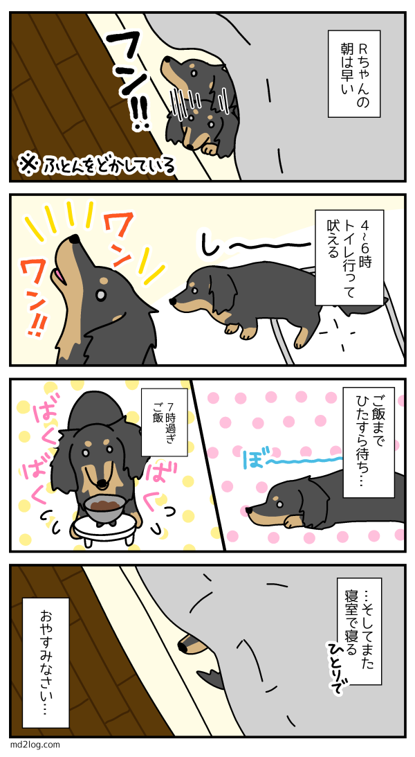 老犬の朝は早い ミニチュアダックス2ひきのきろく シニア犬漫画日記