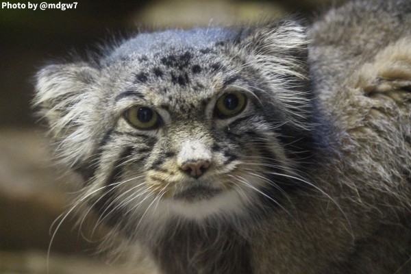 マヌルネコを上野動物園で撮ってきました 趣限無