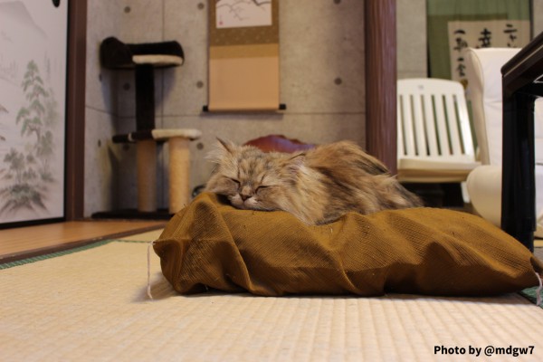 和室もある秋葉原の猫カフェ Nyanny 趣限無