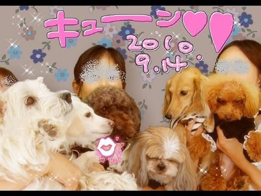 お台場でプリクラ ペットモデル フック 小雪 アニマル プロダクションm Dogs