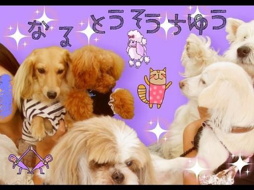 お台場でプリクラ ペットモデル フック 小雪 アニマル プロダクションm Dogs