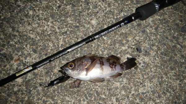 美品 ブリーデンはgrf Te74fortunatenb メバリング アジング Sukaldeansortzaile Com