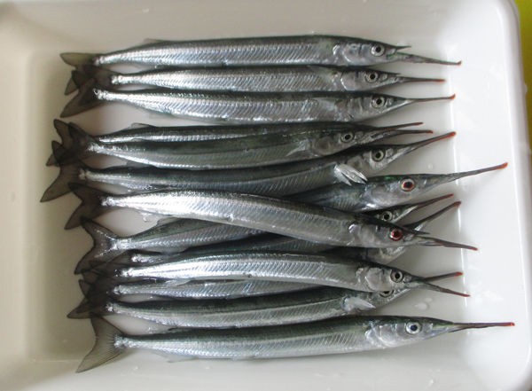 常滑りんくう釣り護岸 ここで初めてサヨリが釣れました 初心者が一から釣りを始める