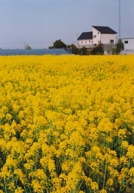 春 萌え 白い菜の花 ゆうさくのブログ