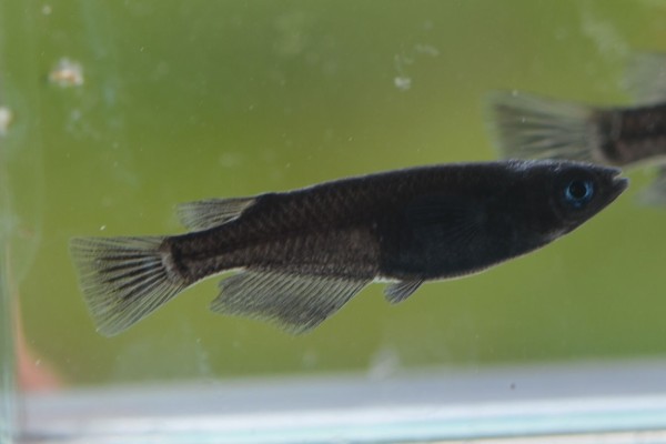 梅本ブラック 参上 めだか交流会ｉｎ 愛媛のblog