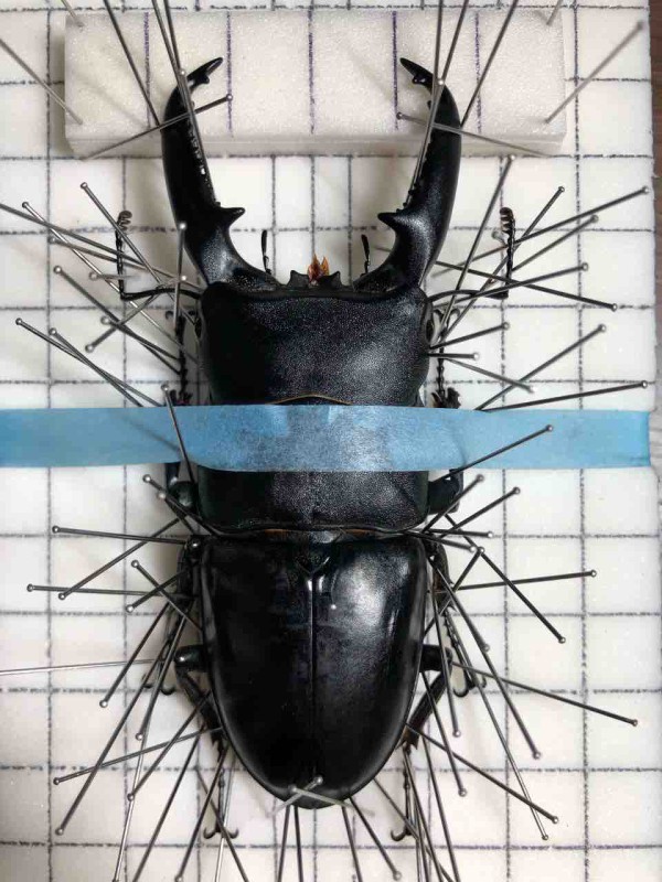 昆虫標本の作製について 2. 展脚作業 展脚編 : 蟲眼鏡の蟲日記