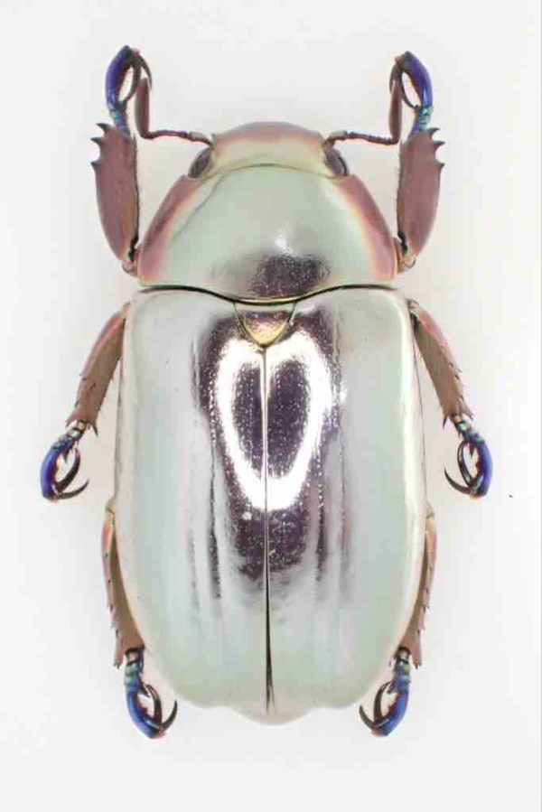昆虫標本　プラチナコガネ文献 Amazon.co.jp: C. aurigans 02 アウリガンスプラチナコガネ標本