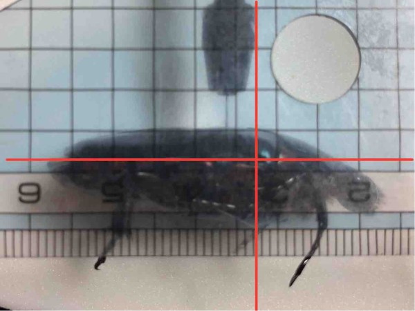 昆虫標本の作製について 2. 展脚作業 針刺し編 : 蟲眼鏡の蟲日記