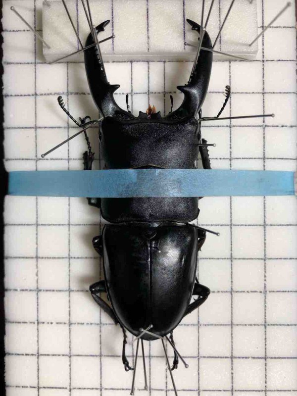 昆虫標本の作製について 2. 展脚作業 展脚編 : 蟲眼鏡の蟲日記