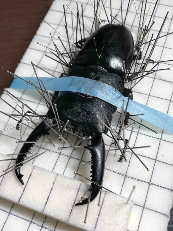 昆虫標本の作製について 2. 展脚作業 展脚編 : 蟲眼鏡の蟲日記