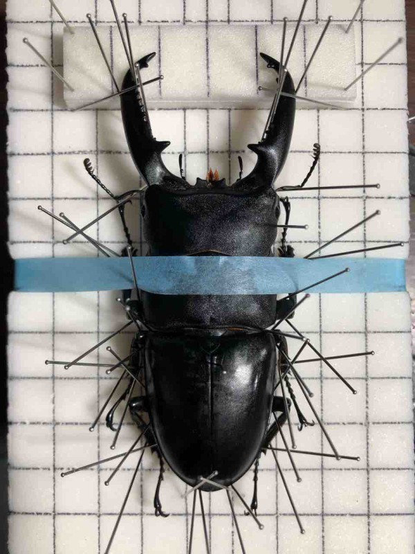 昆虫標本の作製について 2. 展脚作業 展脚編 : 蟲眼鏡の蟲日記