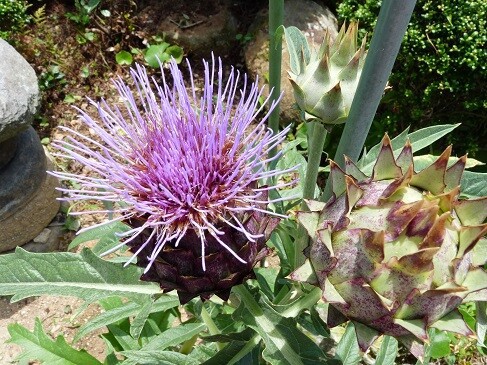 アーティーチョーク ｙｕｋｋｉ の Have A Nice Trip