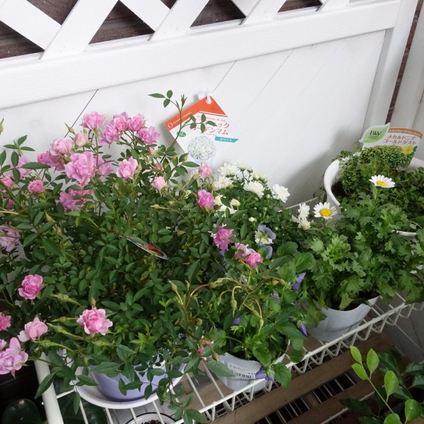 ベランダ改造計画 コーナンでお花購入 ムスカリ植えました インコと暮らせば ベランダ改造計画 コーナンでお花購入 ムスカリ植えました インコと暮らせば