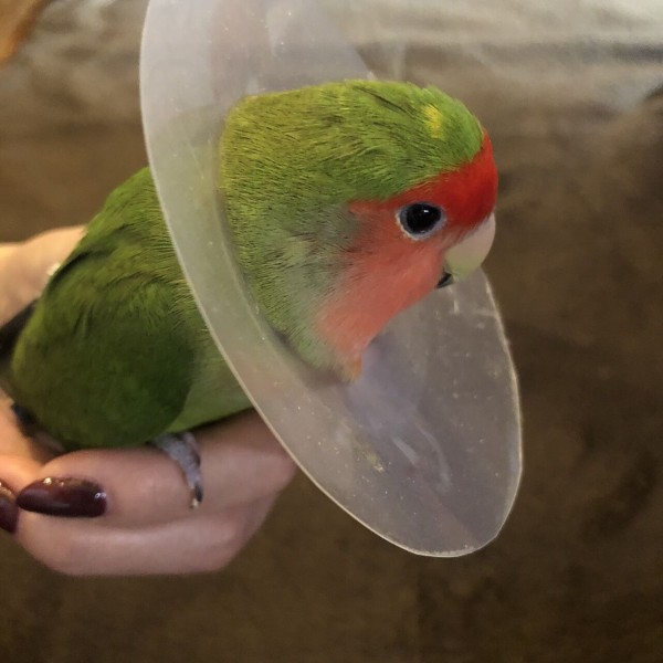 コザクラインコ 毛引き うめちゃん 毛引きをする インコと暮らせば